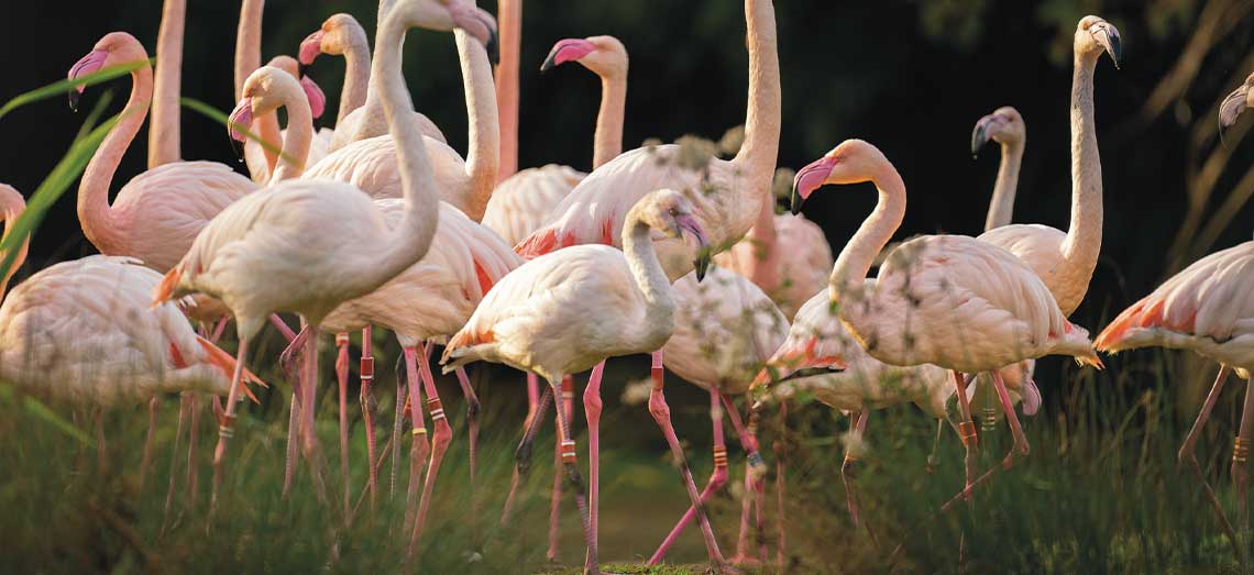 Flamingos im Walter Zoo Gossau
